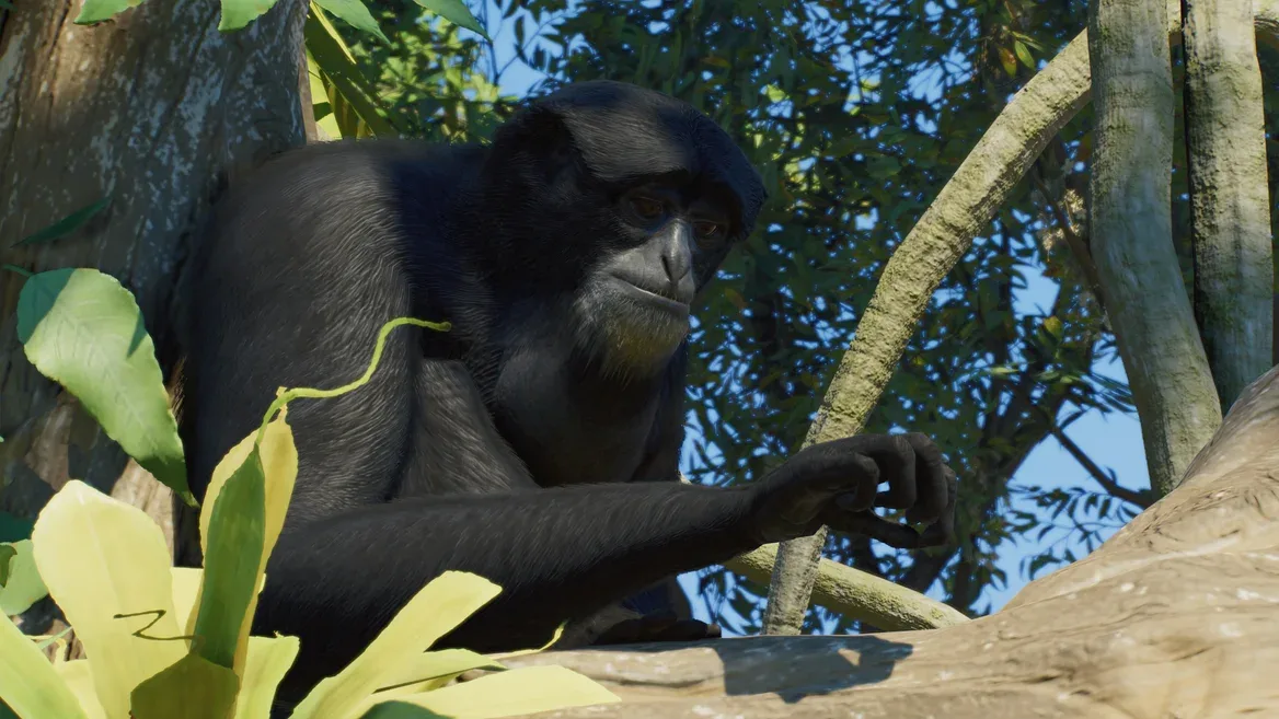 Siamang among climbing branches in Planet Zoo 2