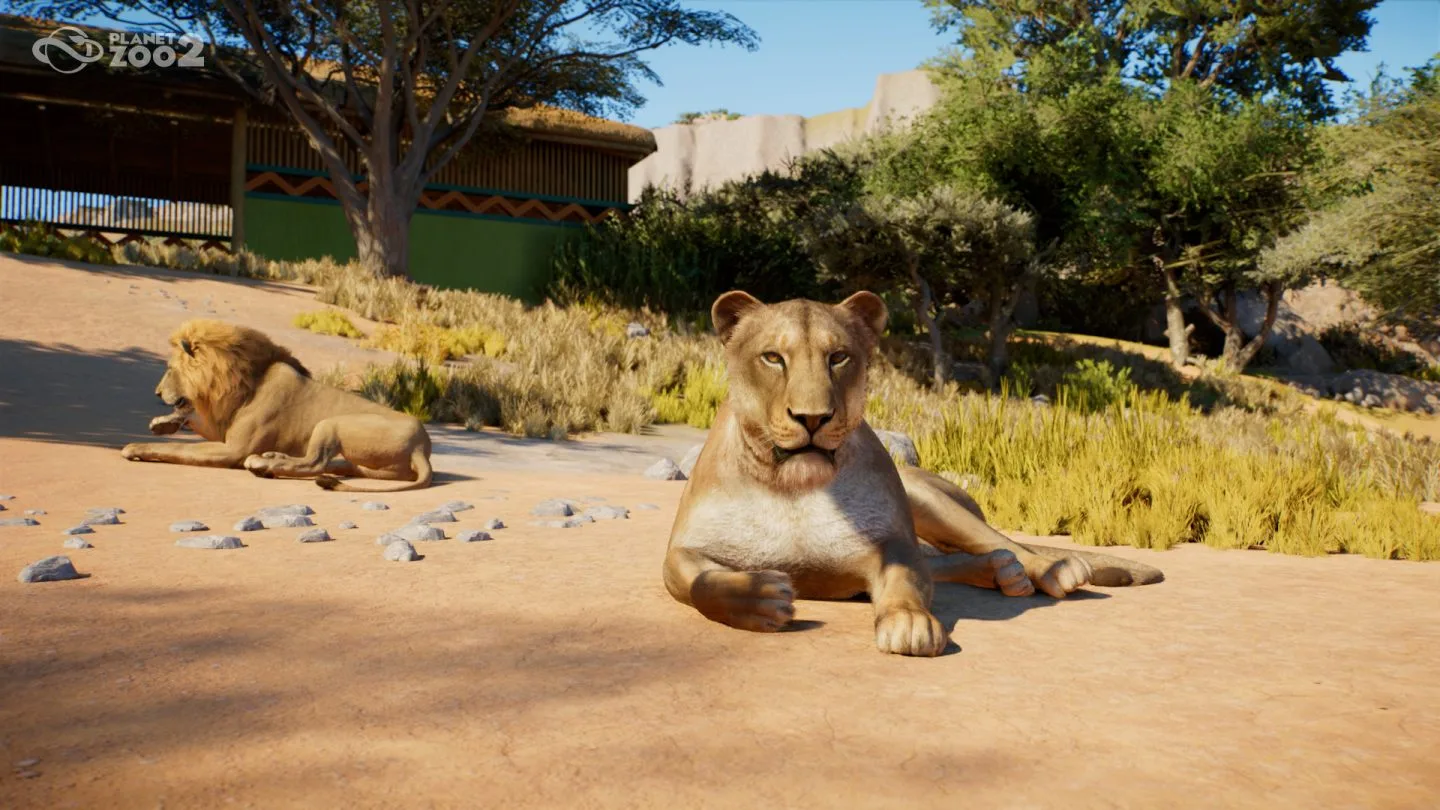Lions resting together in a planted zoo habitat