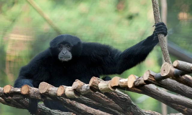A real siamang holding a branch above stacked logs