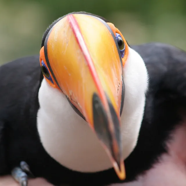 A real toco toucan photographed at Lisbon Zoo